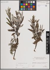 Foto von Salix eleagnos Scop.